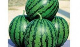 西瓜爆料泰蜜的视频大全,泰蜜视频大全精彩瞬间大盘点